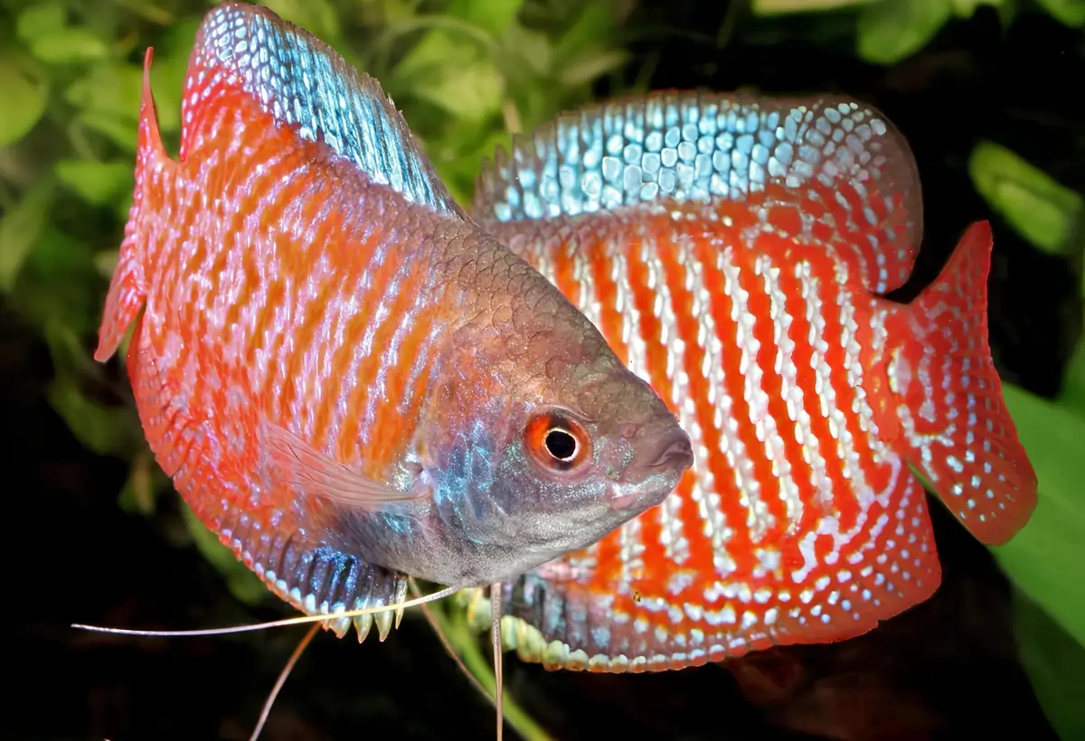 Explorando o Encantador Mundo das Colisas: Guia Completo para Aquaristas.