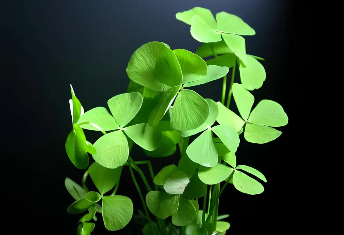 Jardins Aquáticos com Marsilea quadrifolia: Guia Completo sobre a Planta de Aquário