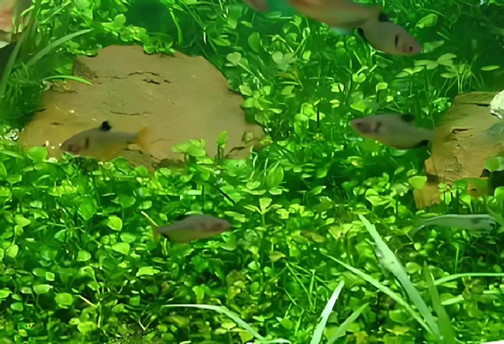 Um aquário com pantas Marsilea quadrifolia e peixes.