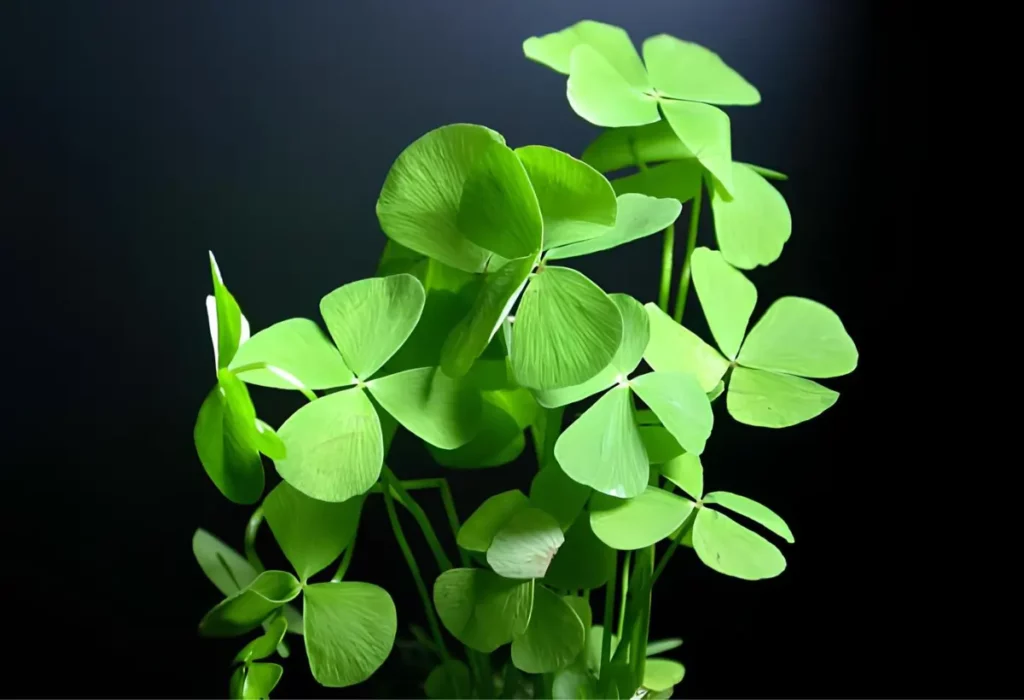 Uma planta Marsilea quadrifolia de aquário agua doce.