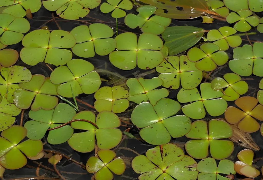 Planta de áquario Marsilea quadrifolia.