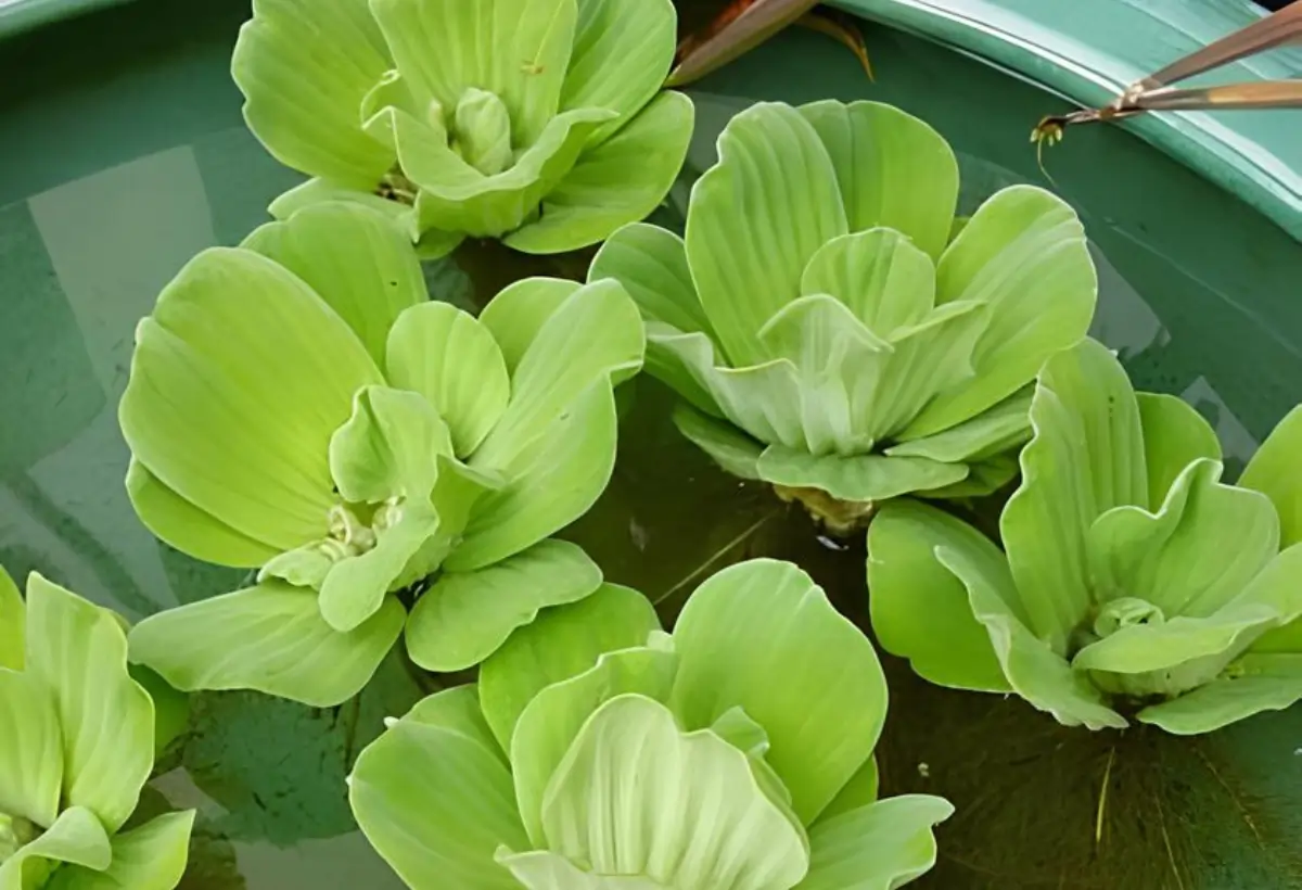 Alface-d'Água: Guia Completo para Cultivar Pistia Stratiotes no seu Aquário