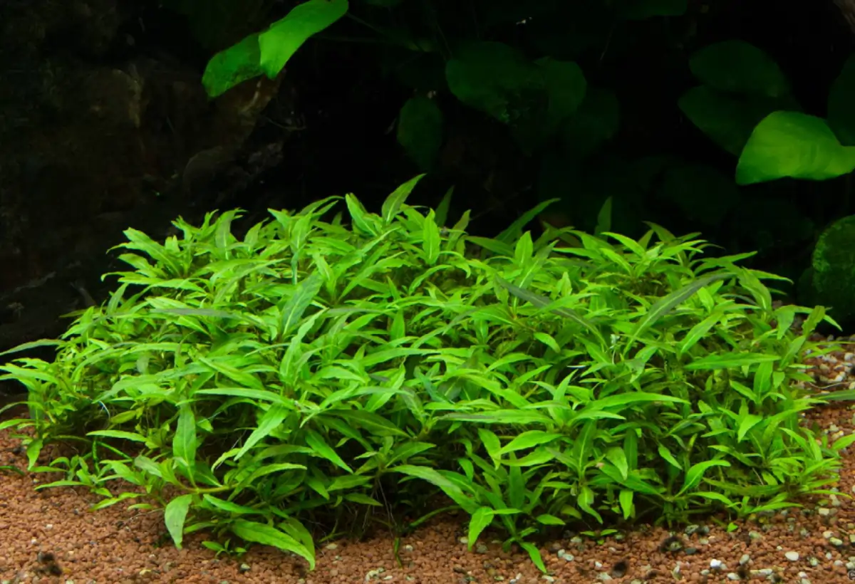 Staurogyne sp: Explorando a Verdadeira Beleza Vegetal no Mundo Aquático