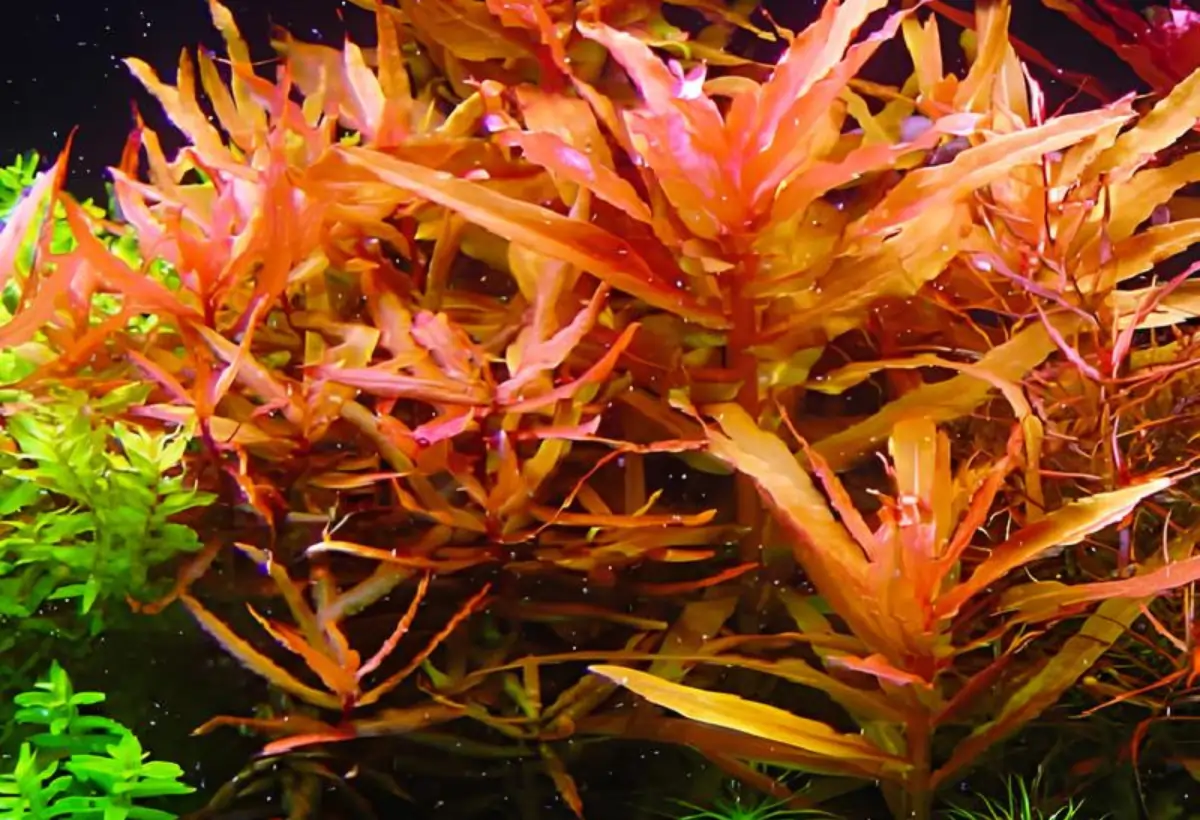 Ammannia senegalensis: Guia Completo para Cultivar esta Bela Planta Aquática em seu Aquário"