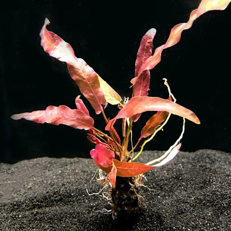 Um planta aquática da espécie Barclaya Longifolia