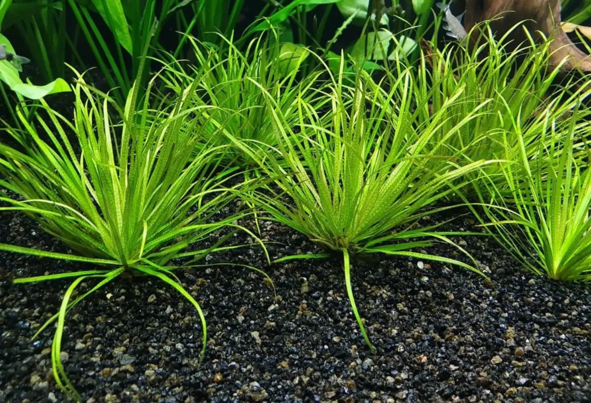 Cultivando a Exótica Blyxa japonica: Guia Completo para Aquaristas.