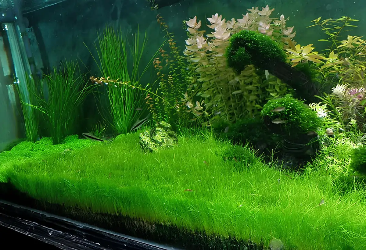 Explorando a Elegância da Mayaca Sellowiana: Guia Completo para Cultivá-la em seu Aquário