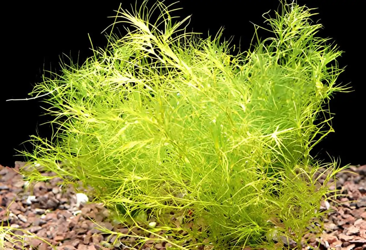 Najas indica: Guia Completo para Cultivar Esta Planta Aquática em seu Aquário