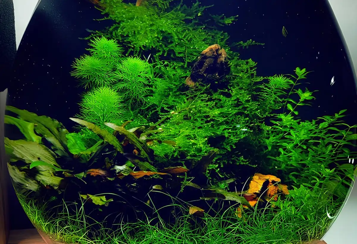 Explorando o Encanto da planta de alface d'água ou planta barba-de-chinês: Ottelia alismoides no Aquário