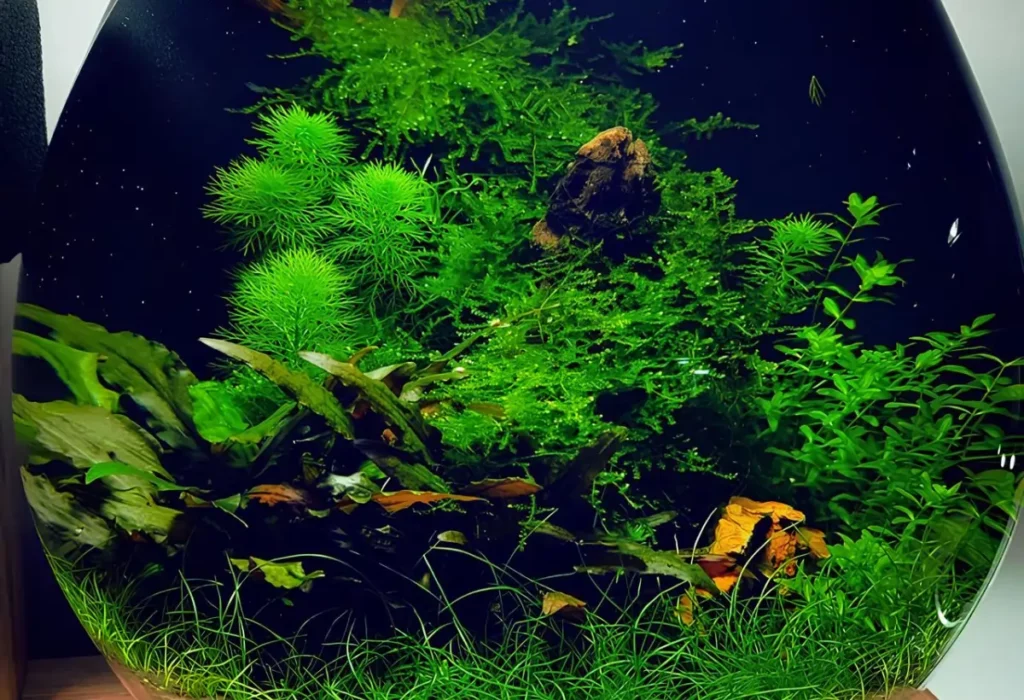 Um aquário redondo com um peixe e plantas Ottelia alismoides 