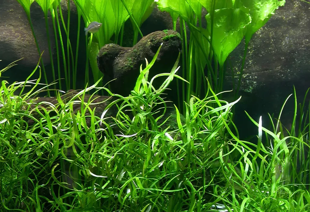Plantas Ottelia alismoides no Aquário