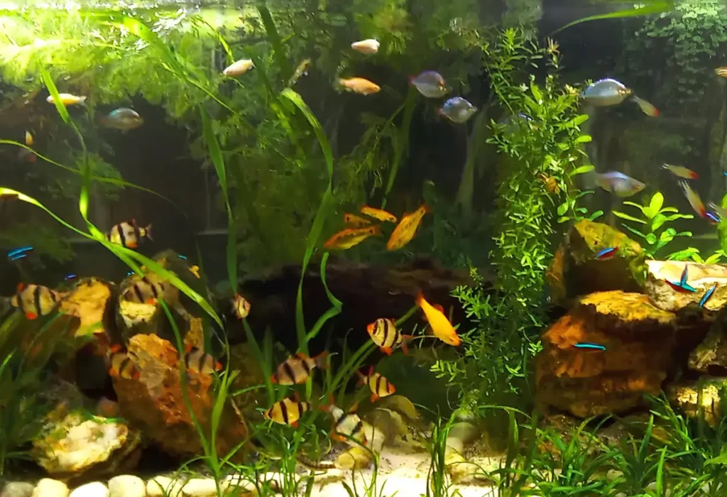 Um aquário com peixes e plantas Ottelia alismoides.