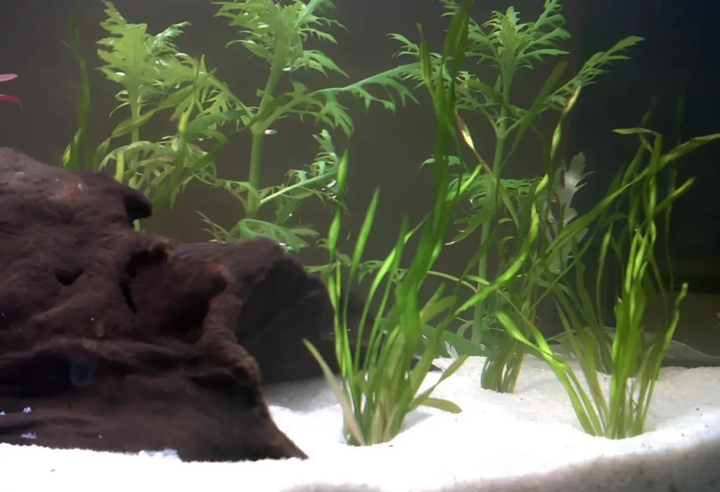 Algumas plantas aquáticas Ottelia alismoides em um aquário.