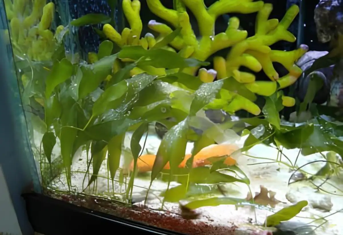 Explorando a Beleza e a Importância da Caulerpa Prolifera em Aquários Marinhos: Um Guia Detalhado