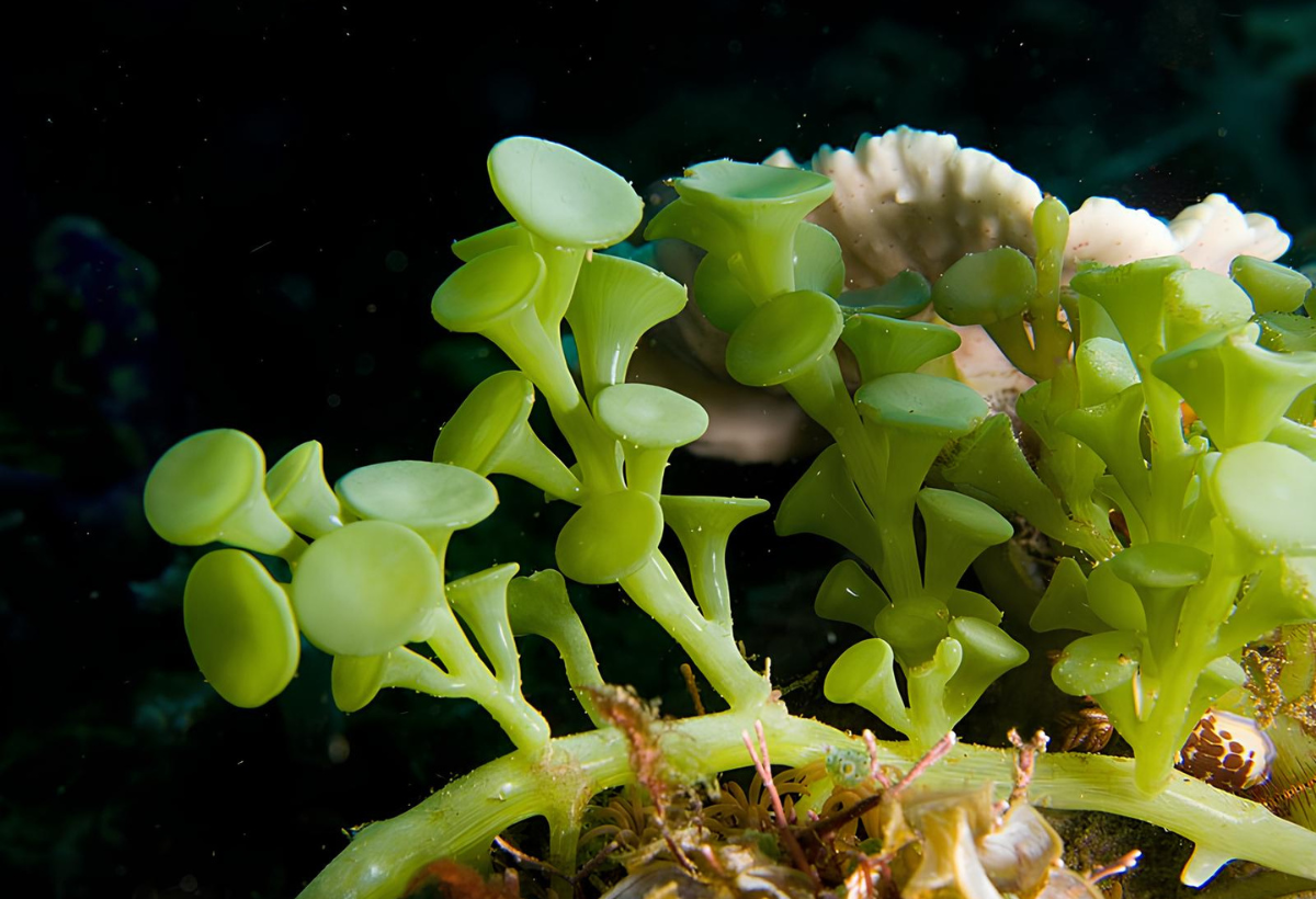 Explorando a Exuberância Marinha: O Fascinante Mundo da Caulerpa racemosa nos Aquários