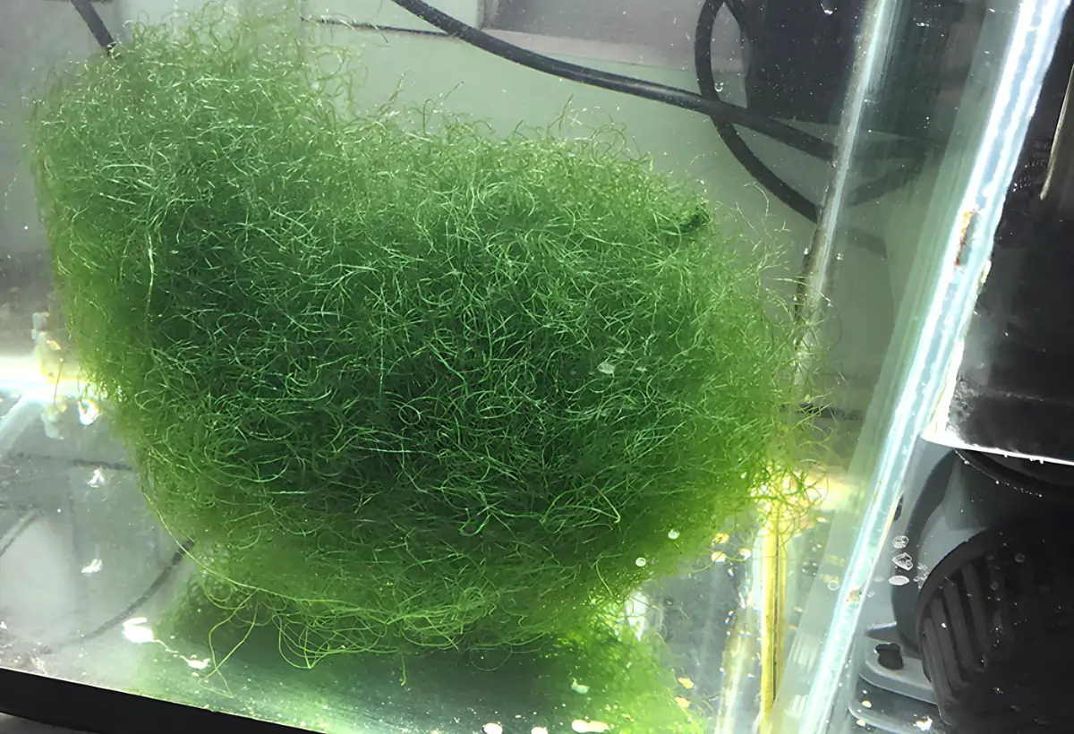 Alga Spaghetti: Um Guia Completo sobre a Chaetomorpha Linum para Aquaristas