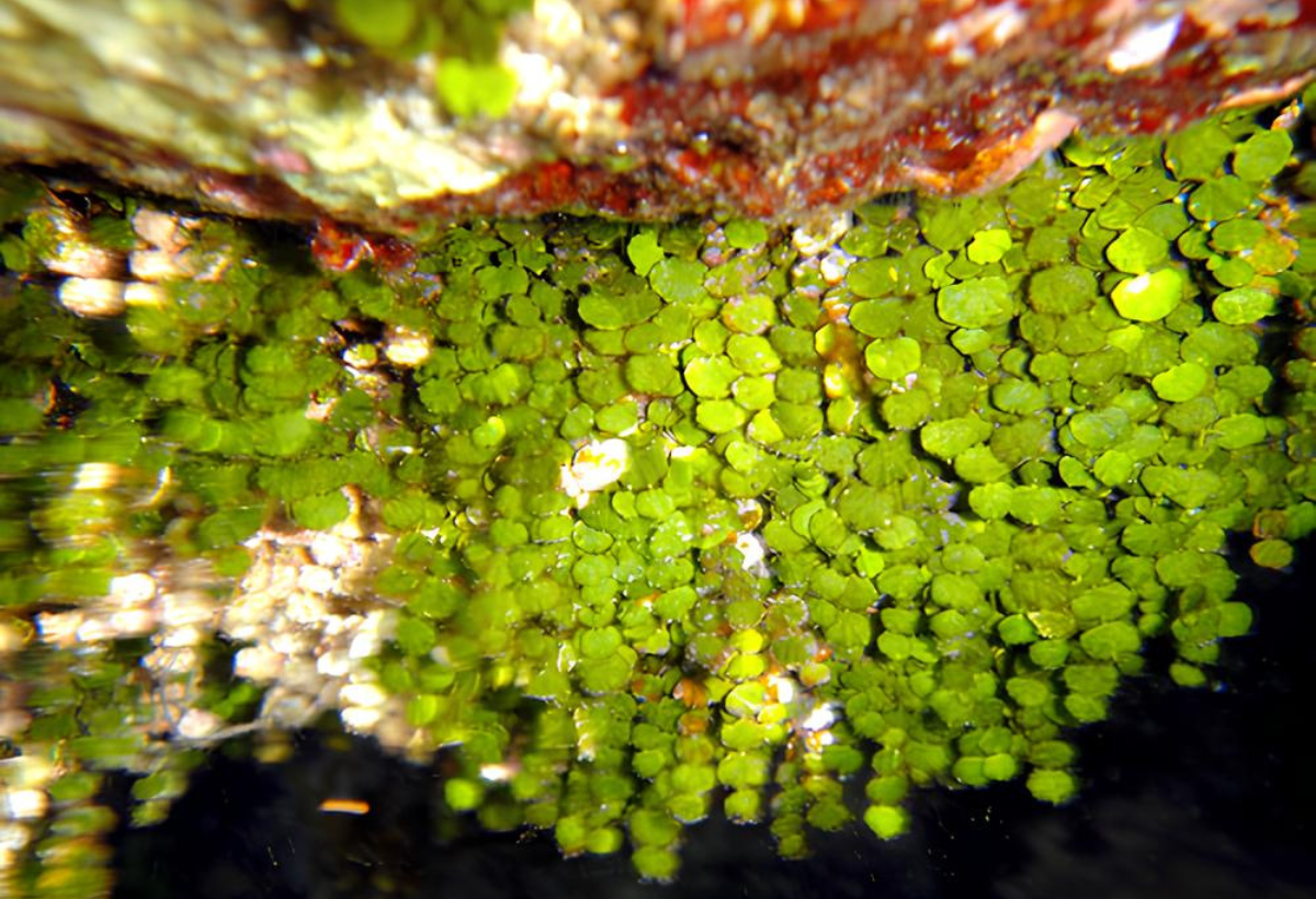 Um Jardim Subaquático Vibrante: Guia Completo da Halimeda Tuna para Aquaristas