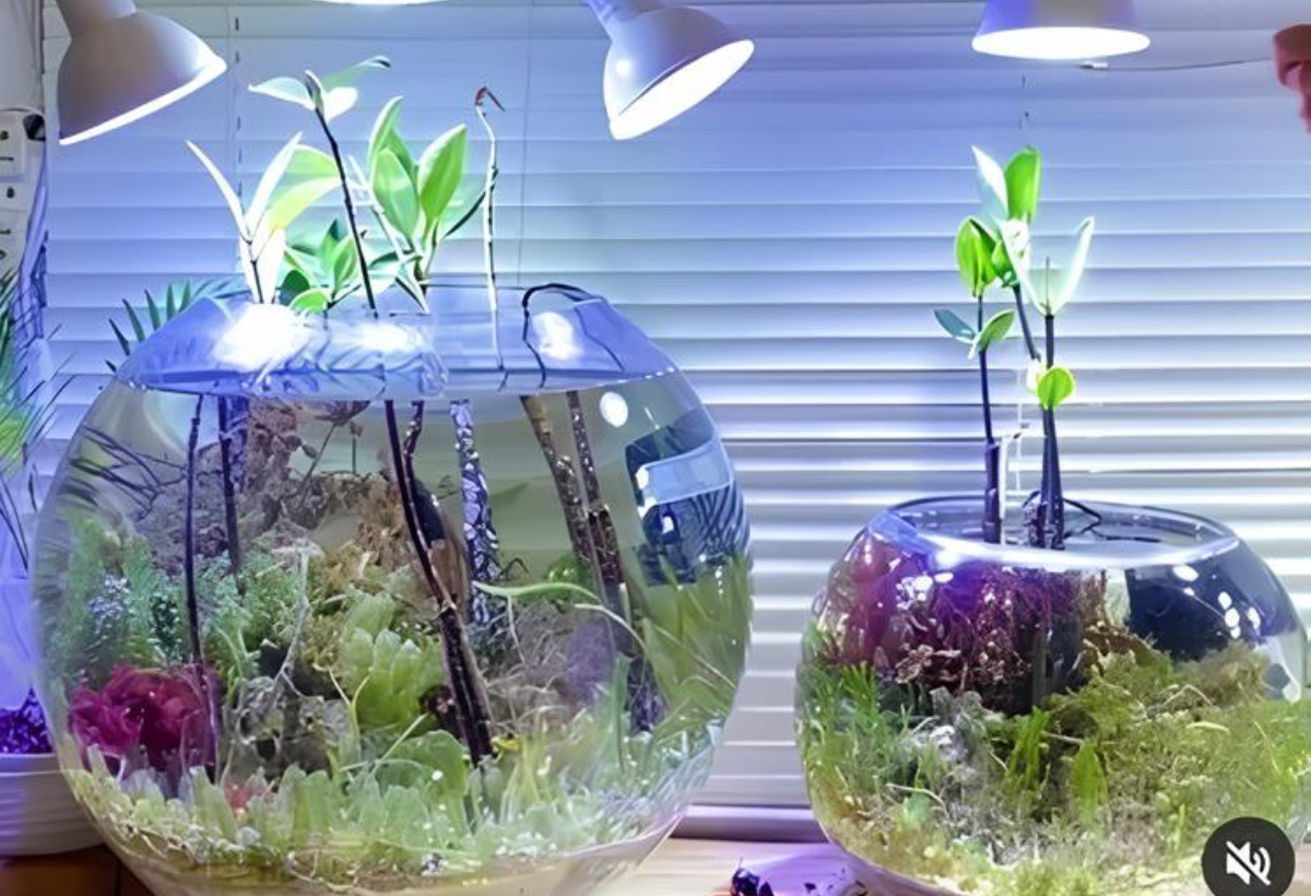 Mangue Vermelho no Aquário: Um Guia Completo para os Amantes da Aquariofilia