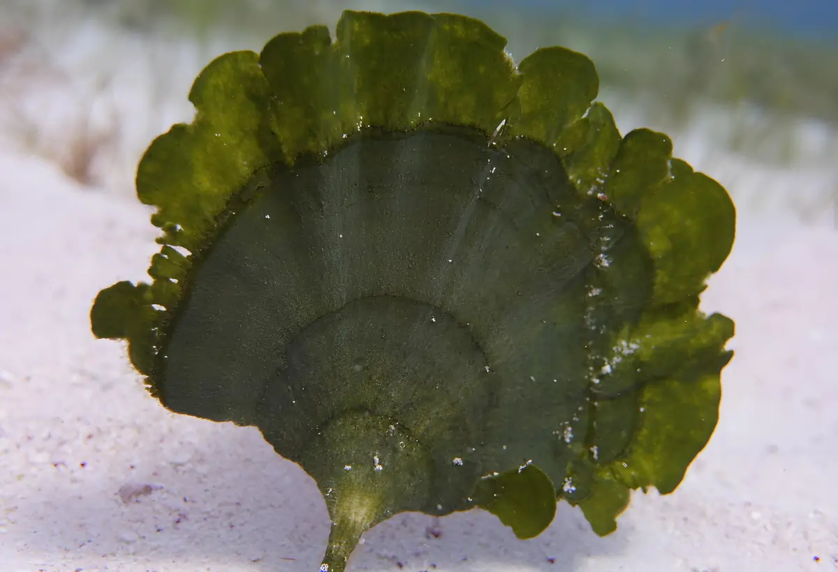 Udotea Flabellum: A Elegante Alga para Transformar seu Aquário