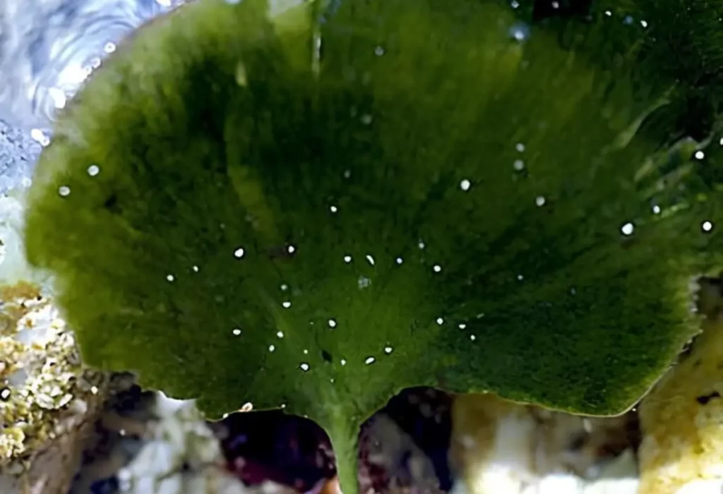 Uma planta Udotea Flabellum.