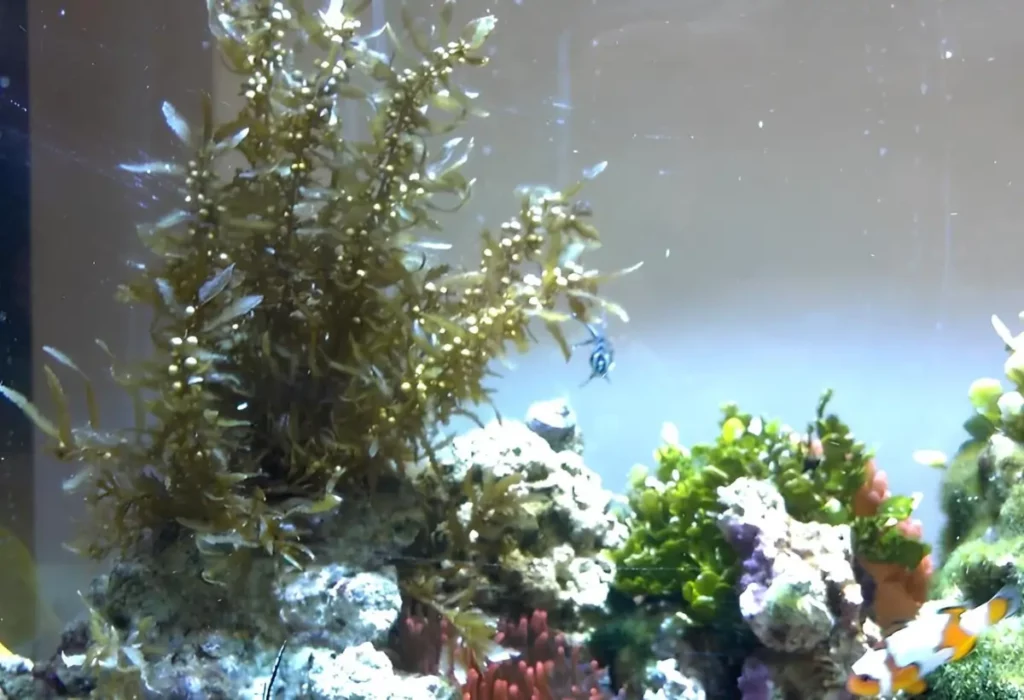 Uma Sargassum em aquários para aquário