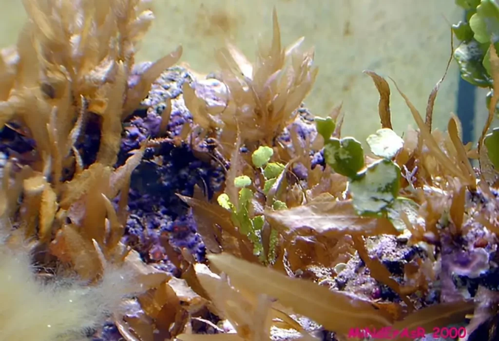 Uma Sargassum em um aquário.