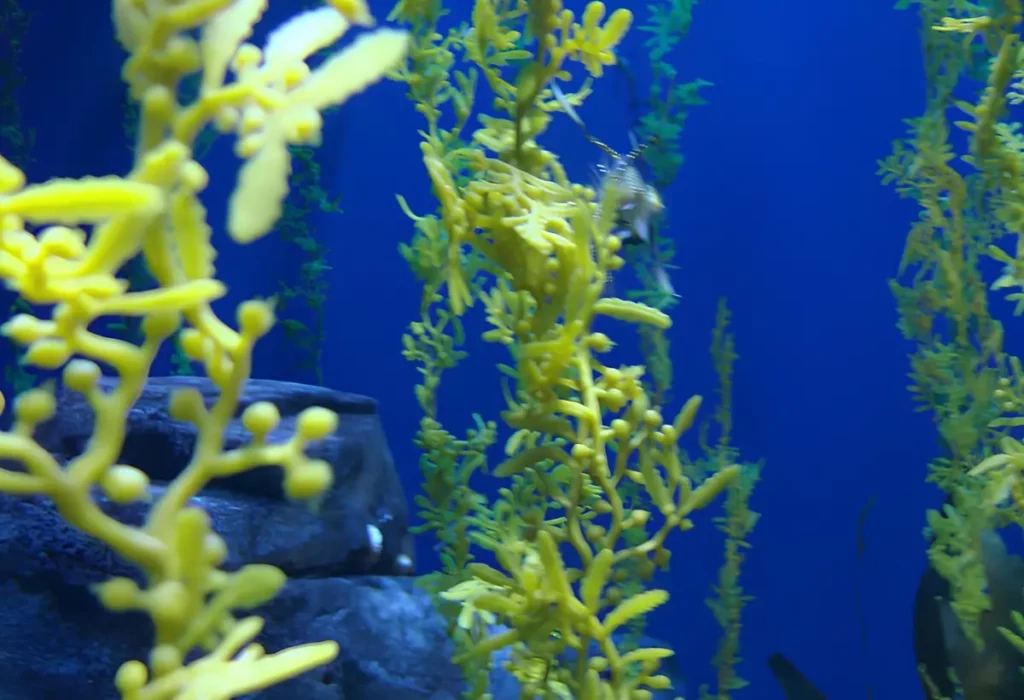 Uma Sargassum par aquários.