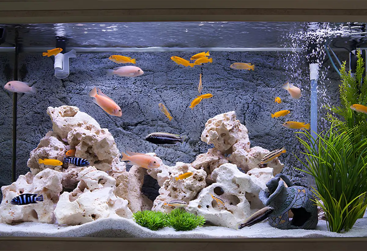 Introdução Gradual de Peixes: O Guia Completo para Adicionar Novos Habitantes ao seu Aquário
