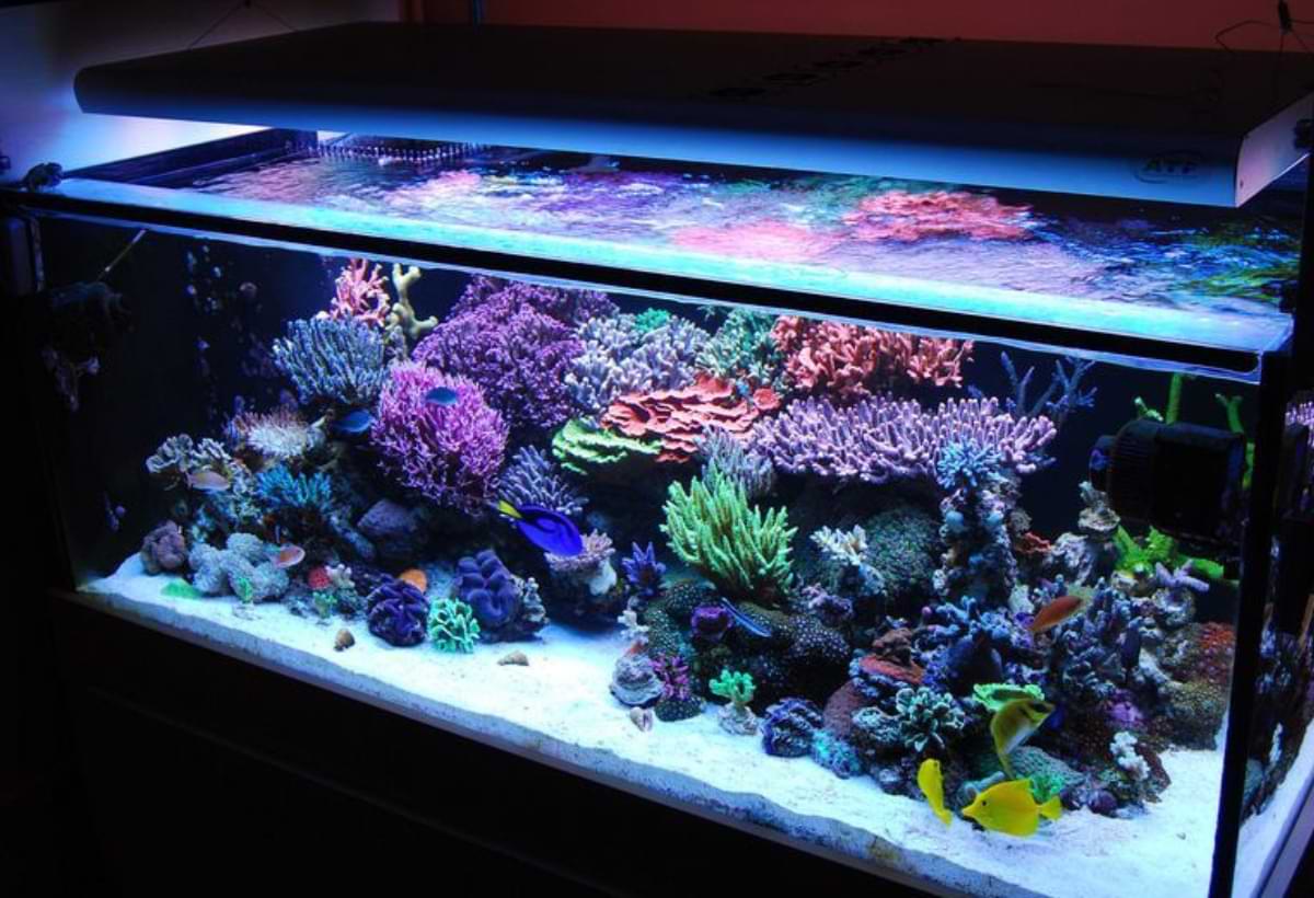 Corais Para Aquario: Um Guia Completo para Cuidar e Admirar Essas Maravilhas Subaquáticas