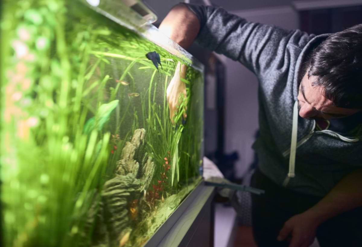 Teste de Água em Aquários: Tudo o que Você Precisa Saber para Manter Seus Peixes Saudáveis
