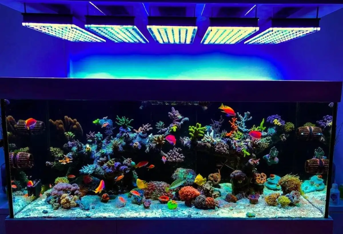Aquário de Iluminação Especial: Transforme seu Tanque em um Espetáculo Subaquático