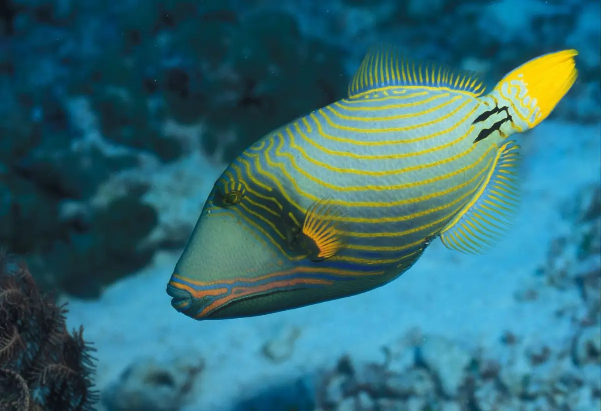 Peixe-Porco (Balistidae): Guia Completo para Criação e Cuidados no Aquário