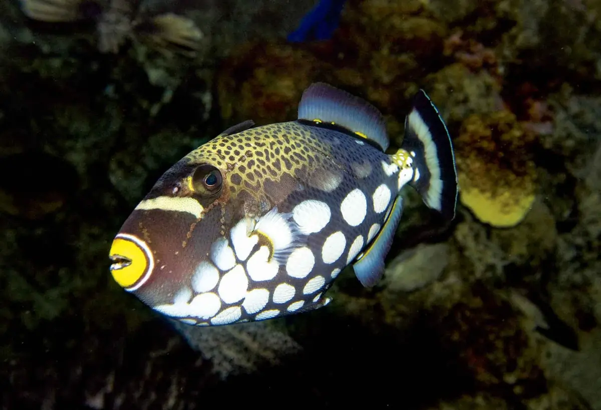 Peixe-Porco Palhaço (Balistoides conspicillum): Um Guia Completo para Cuidados e Curiosidades
