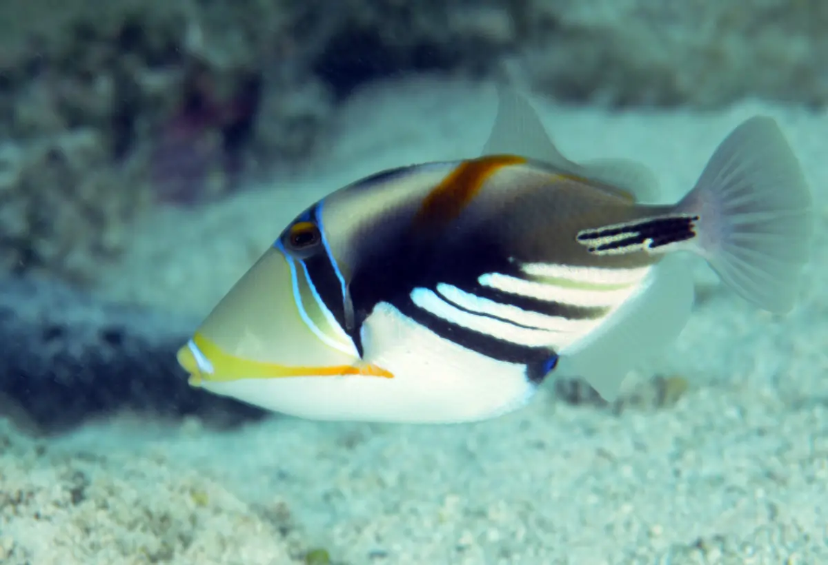 Peixe-Porco Picasso (Rhinecanthus aculeatus): Guia Completo para Aquaristas