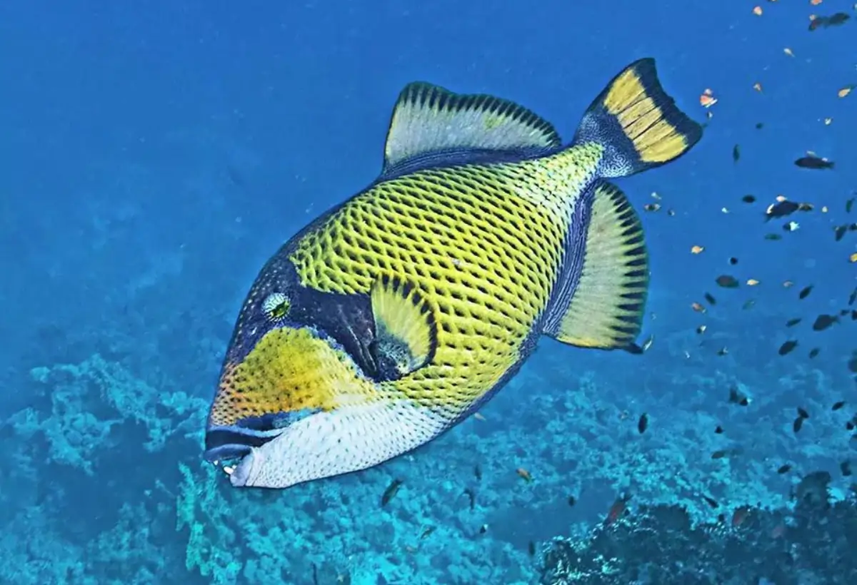 Peixe-Porco Titã (Balistoides viridescens): Um Gigante Colorido dos Recifes de Coral