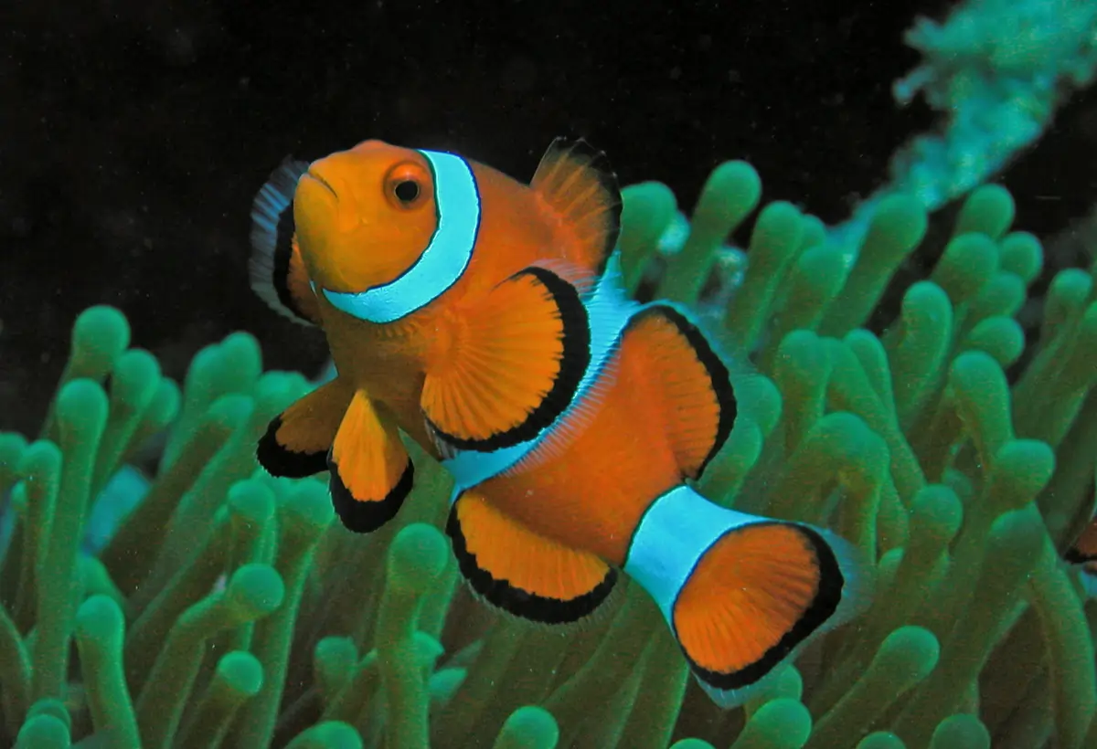 Peixe-palhaço (Amphiprion ocellaris): Tudo o que Você Precisa Saber sobre Este Ícone dos Aquários