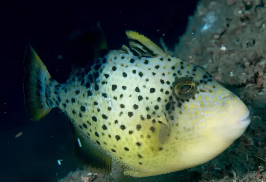Um peixe da espécie porco arco-íris (pseudobalistes flavimarginatus).