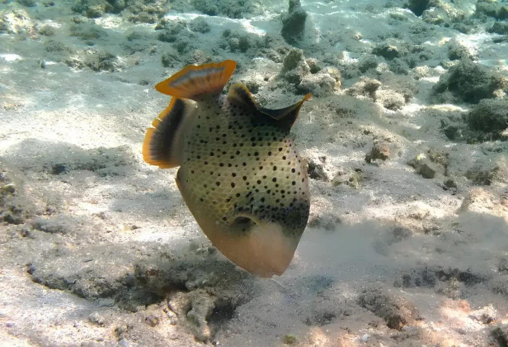 Um peixe-porco arco-íris (pseudobalistes flavimarginatus).