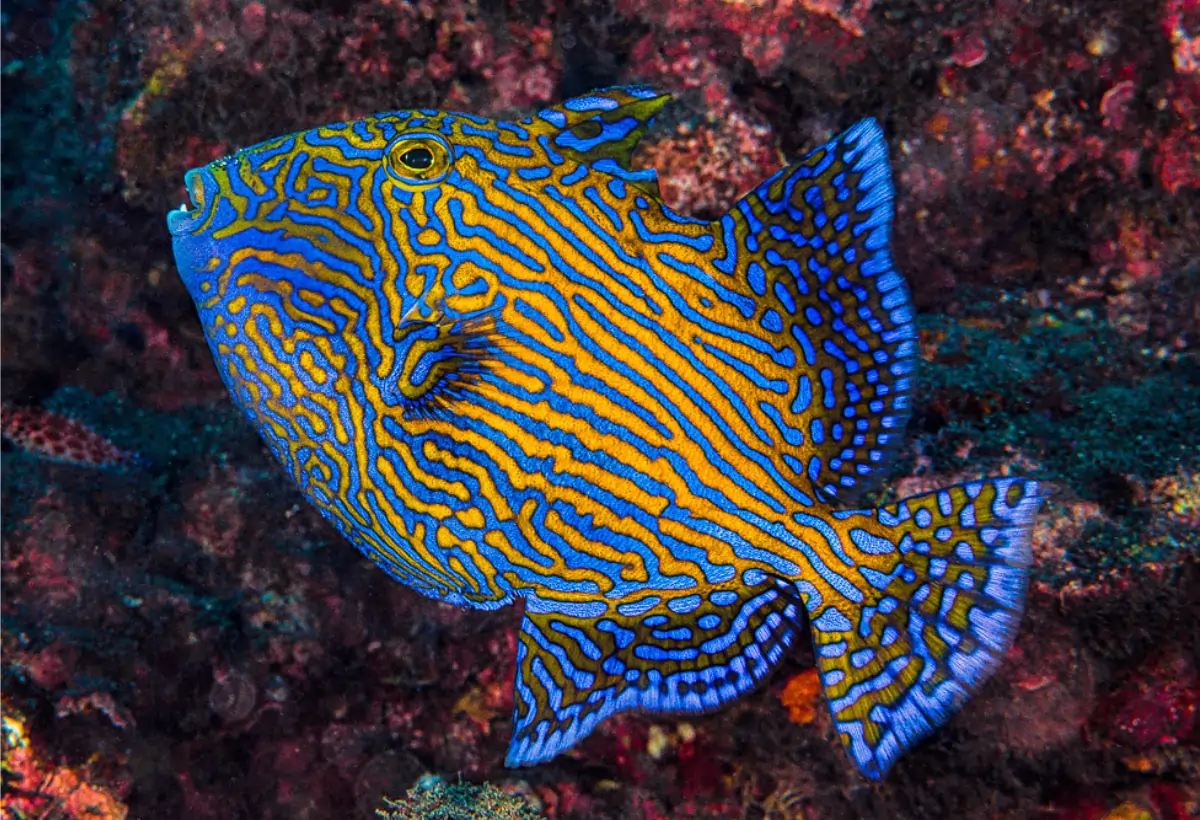 Peixe-Porco de Linhas Azuis (Pseudobalistes fuscus): Guia Completo para Cuidado e Manutenção