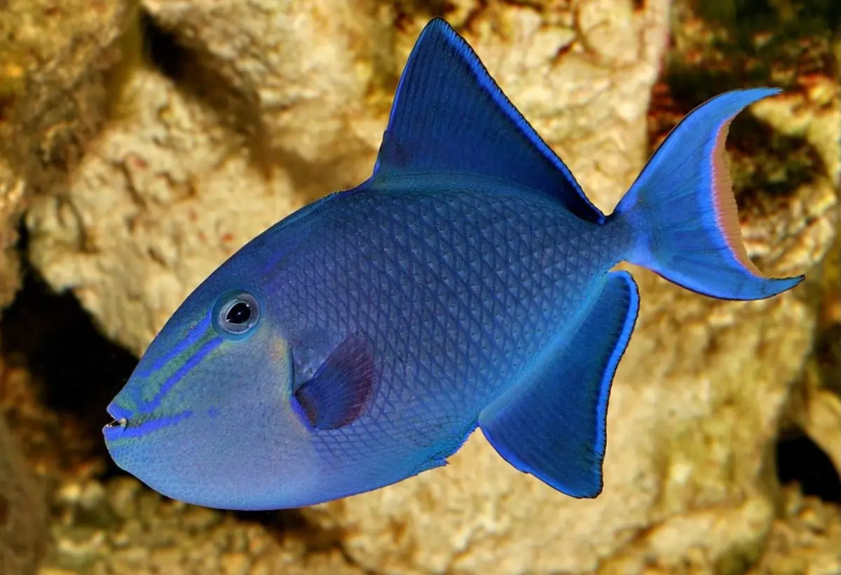Peixe-Porco de Dentes Vermelhos (Odonus niger): Um Guia Completo para Aquaristas