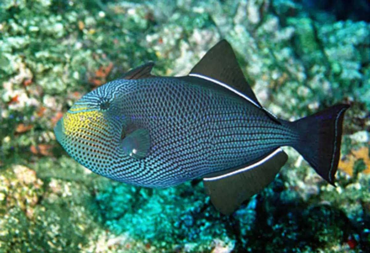 Peixe-Porco Niger (Melichthys niger): Guia Completo para Cuidar e Manter este Fascinante Habitante Marinho