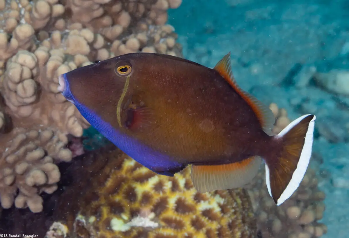 Peixe-Porco de Bico Vermelho (Sufflamen chrysopterum): Tudo o que Você Precisa Saber sobre Esse Fascinante Habitante dos Recifes