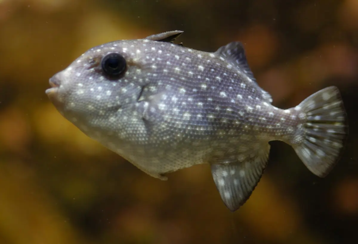 Peixe-Porco Branco (Canthidermis maculata): Guia Completo para Cuidar e Conhecer esta Espécie Fascinante