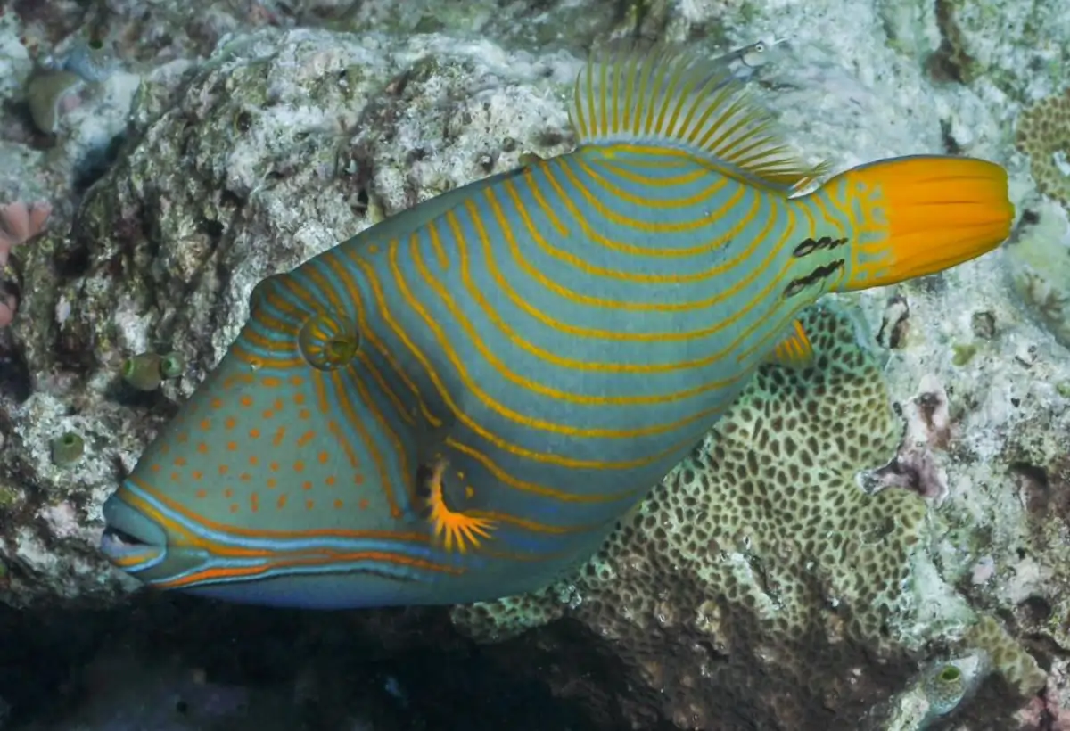 Peixe-Porco de Faixa Amarela (Balistapus undulatus): Guia Completo para Aquaristas