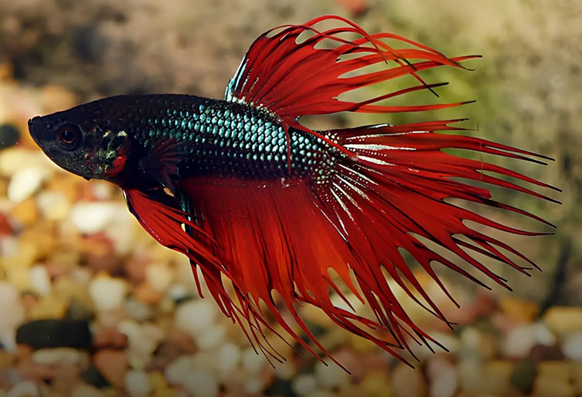 Decifrando o Reino do Crowntail Betta: Um Guia Completo para o Elegante Rei dos Aquários