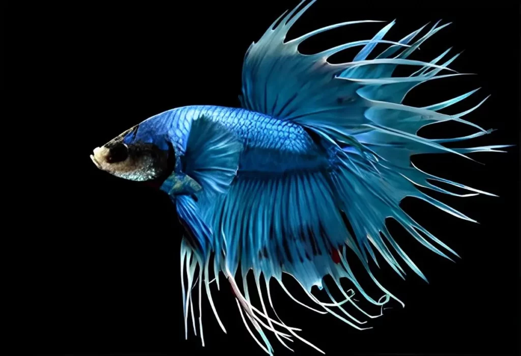betta-crowntail