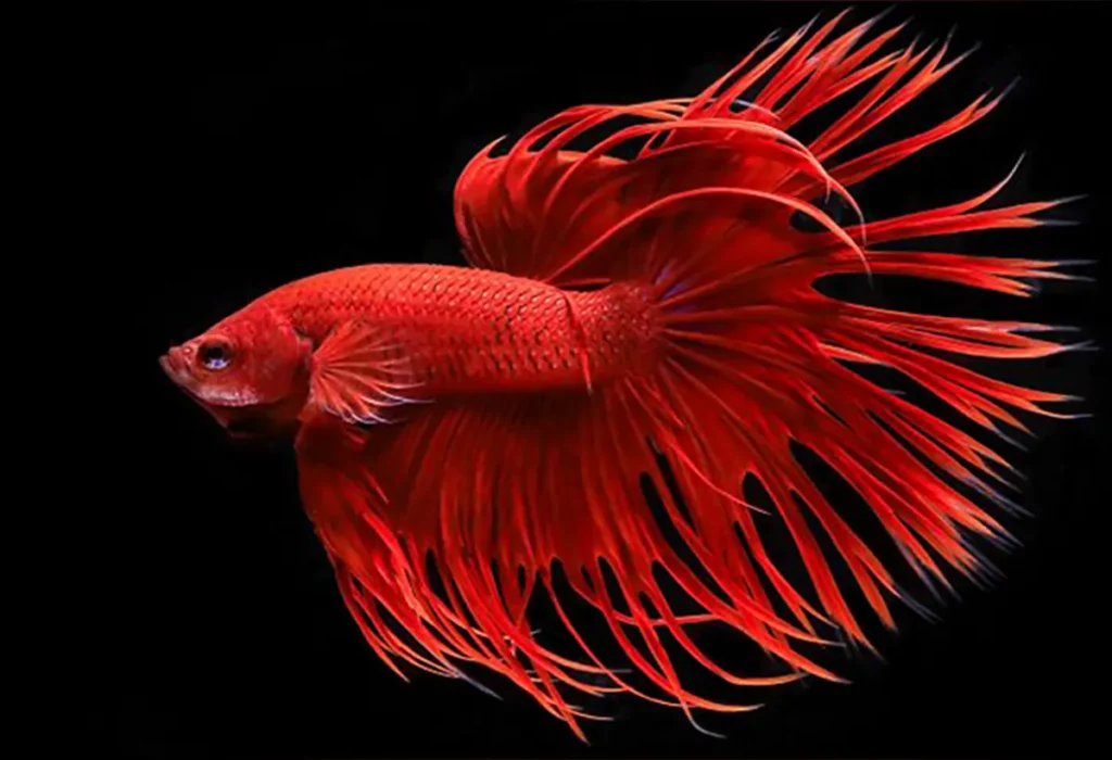 Crowntail-Betta