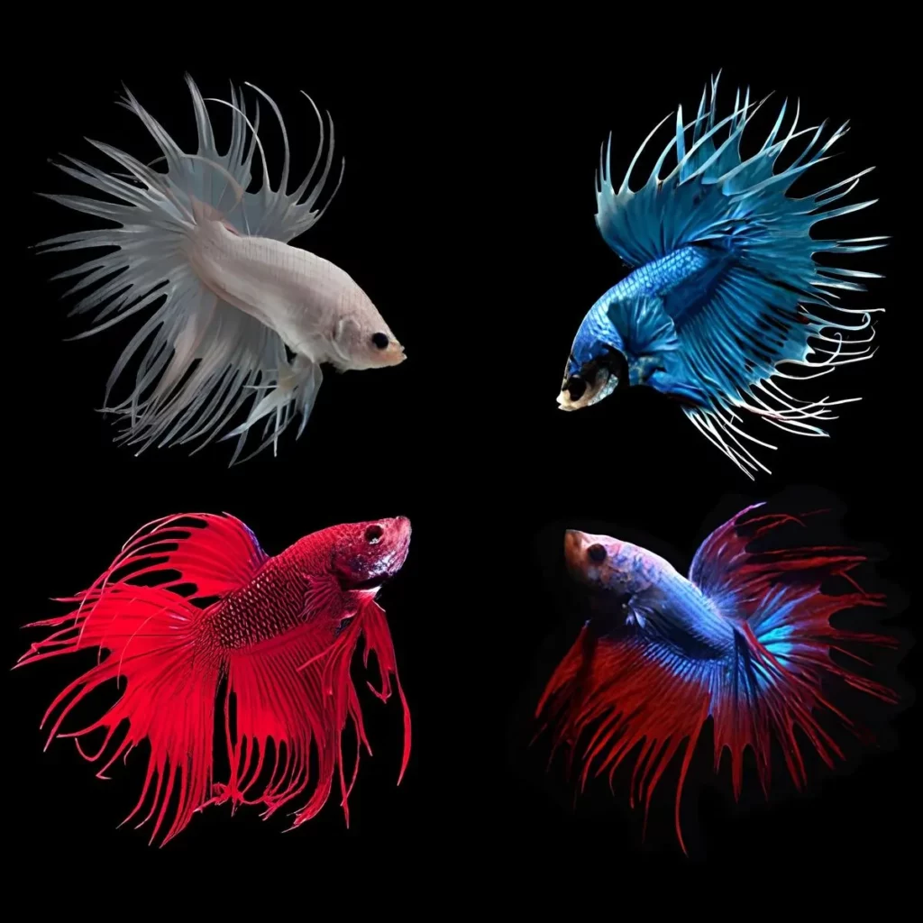 Crowntail-Betta