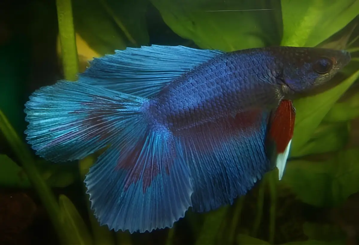Navegando no Mundo da Aquariofilia: Uma Visão Detalhada do Fascinante Peixe Double Tail Betta