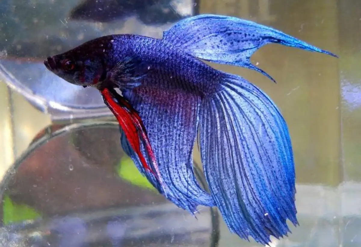 O Mundo Fascinante do Super Delta Betta: Um Guia Extensivo para Criadores de Aquários
